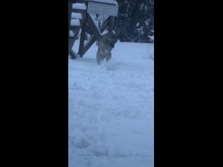 snowballs with sheepdog