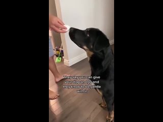 caring dog