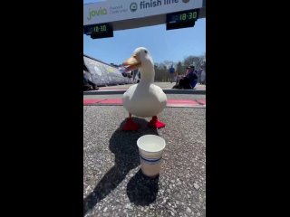 duck victory