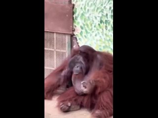 orangutan on break