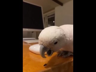 lightning parrot