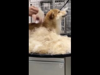 plucking doggy