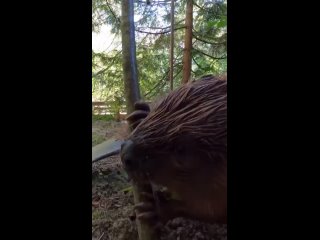 beaver affairs