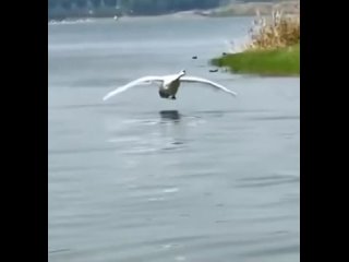 smooth landing