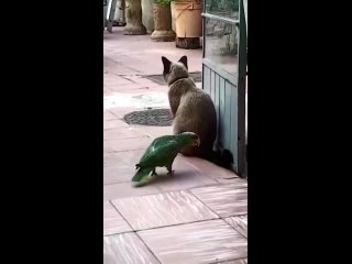 fearless parrot