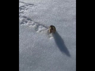 lemming in norway