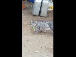 cat steals cucumbers