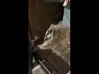 raccoon in a dream