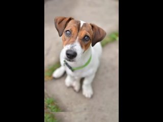 jack russell terrier