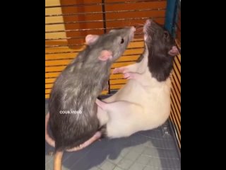 erotic rats