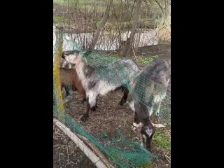 goats eat mesh