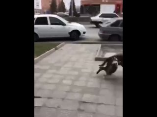 fighting cat