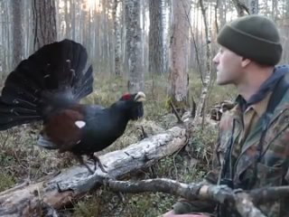 capercaillie