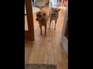 dog synchronization