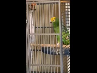 singing parrot