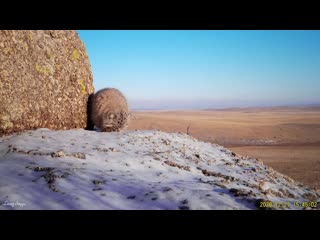 manul's trains