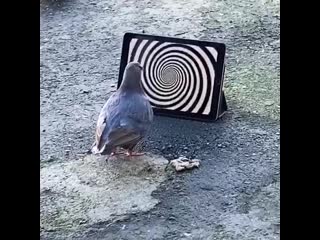 hypno dove