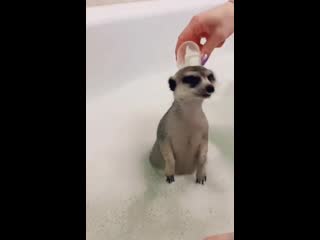 bathing meerkat