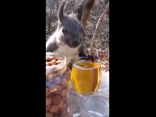 beer with nuts