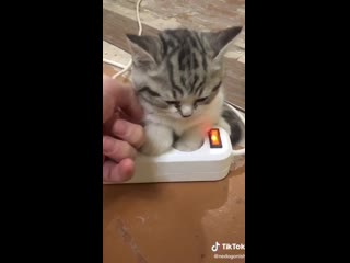 cat on charging