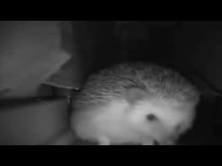 explosive hedgehog