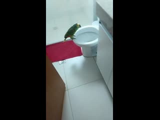 parrot singing