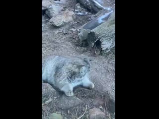 fat manul