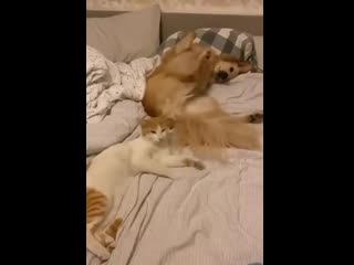 beating the cat