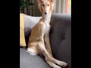 long-legged dog