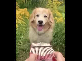 the musical end of a good boy