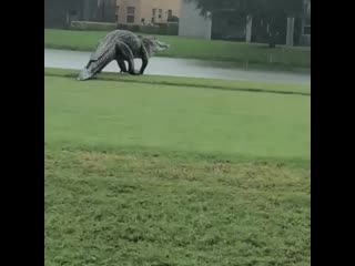 alligator in florida