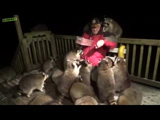 feeding raccoons