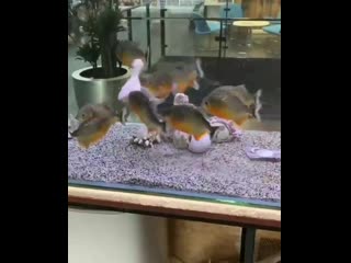 fierce fish