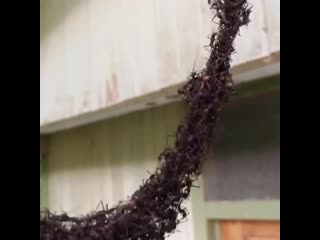 living ant bridge