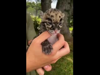 clouded leopard