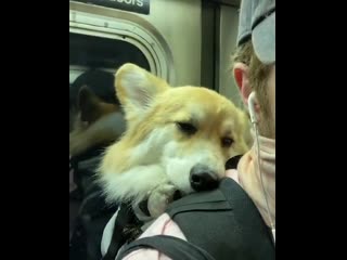 corgis in metro