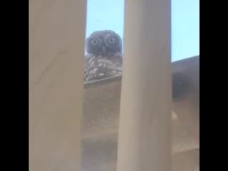 owl has arrived