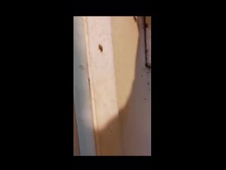 cockroach surprise