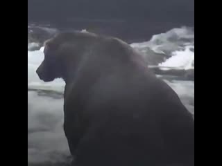 fat bears in alaska