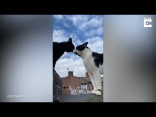 cat showdown