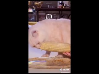 asmr corn