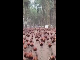 chicken invasion