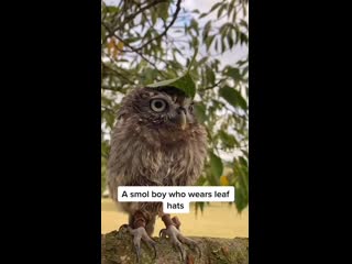 owl with a joke