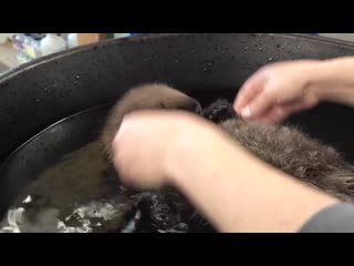 bathing the otter