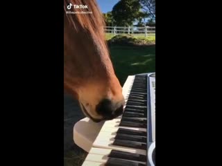 horse pianist