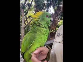 singing parrot