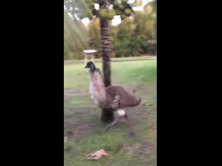 racing with an ostrich