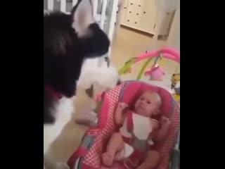 eared babysitter