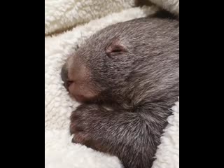 sleeping wombat