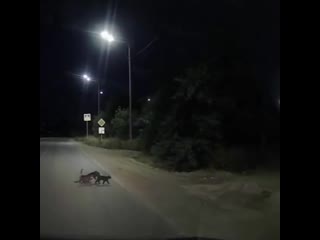 two cats lead a disabled dog across the road